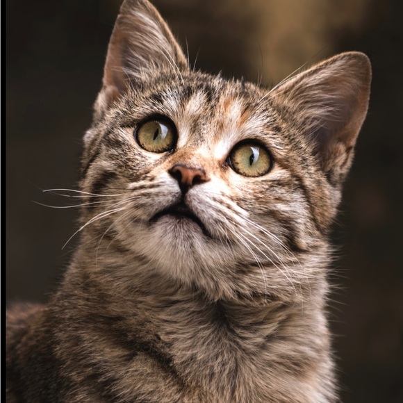 Meet the Posher Other - Meet your Posher, Star